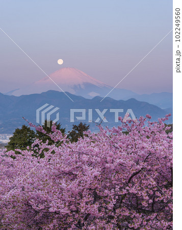 神奈川_河津桜とパール富士の絶景風景 102249560