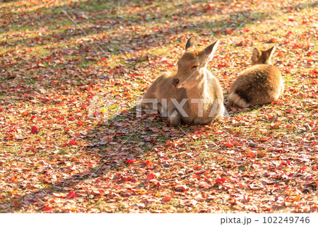 奈良_紅葉する奈良公園と鹿の風景 102249746