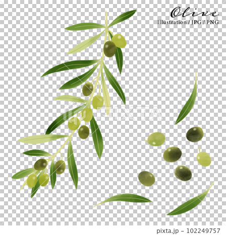 オリーブの枝の水彩イラスト-1のイラスト素材 [102249757] - PIXTA