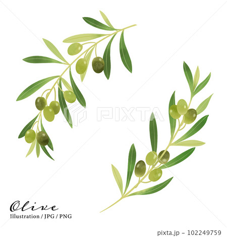 オリーブの枝の水彩イラスト-3のイラスト素材 [102249759] - PIXTA