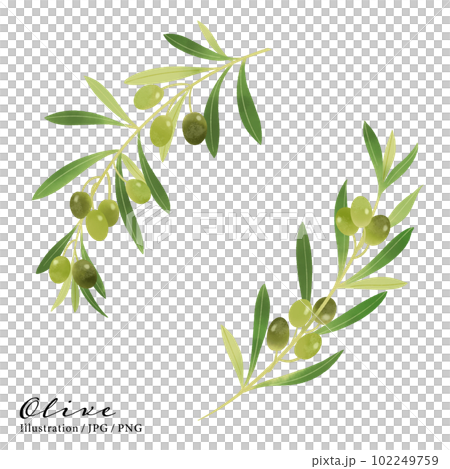 Olive branch watercolor illustration-3 102249759