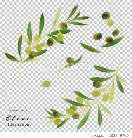 Various olive fruits and branches, watercolor illustration 102249760