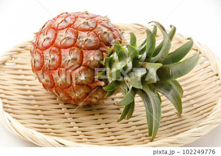 ピーチパイン(ソフトタッチ)石垣島産パイナップル ピーチパイン(ソフトタッチ)石垣島産パイナップル 102249776