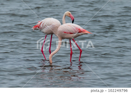 Flamingos near Walvis Bay 102249796