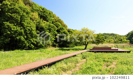 神奈川県三浦市小網代の森（春・初夏） 102249811