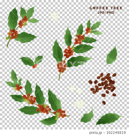 コーヒーの木と花・ロースト豆の水彩イラスト 102249819