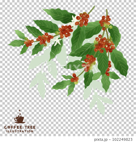 Coffee branch watercolor illustration 102249823