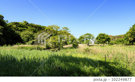 神奈川県三浦市小網代の森（春・初夏） 102249877