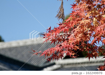鮮やかな紅葉 102249970