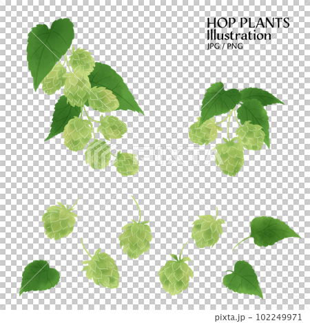 Watercolor illustration of various hops and branches 102249971
