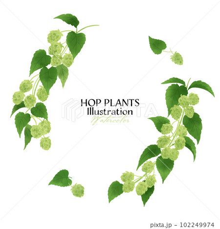 ホップの実と枝の水彩イラスト・サークルフレーム ホップの実と枝の水彩イラスト・サークルフレーム 102249974