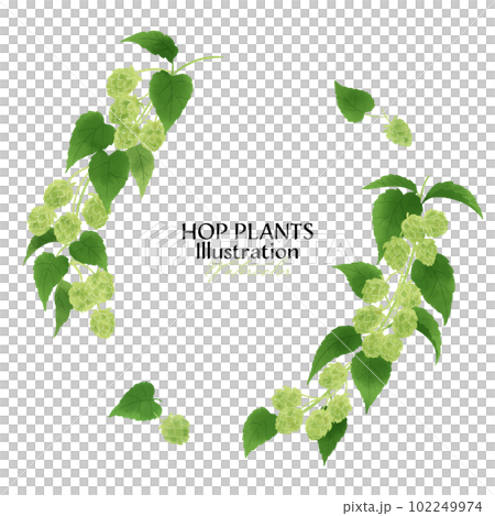 ホップの実と枝の水彩イラスト・サークルフレーム ホップの実と枝の水彩イラスト・サークルフレーム 102249974