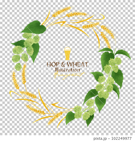 啤酒花和小麥水彩插圖集圓框 102249977
