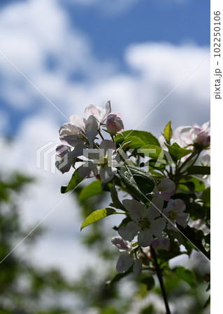 満開の林檎の花 102250106