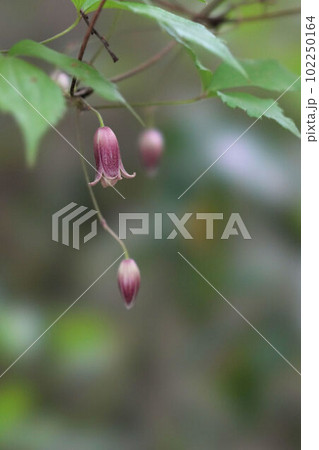下向きに咲くハンショウヅルの花 102250164