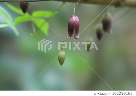 下向きに咲くハンショウヅルの花 102250165