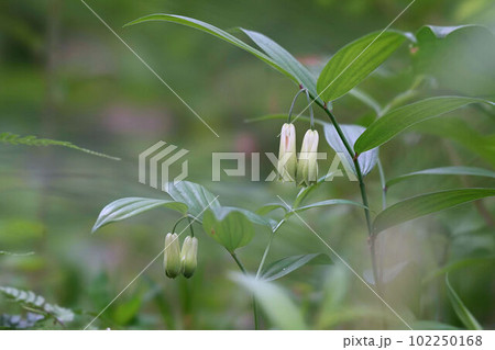 下向きに咲くホウチャクソウ 下向きに咲くホウチャクソウ 102250168