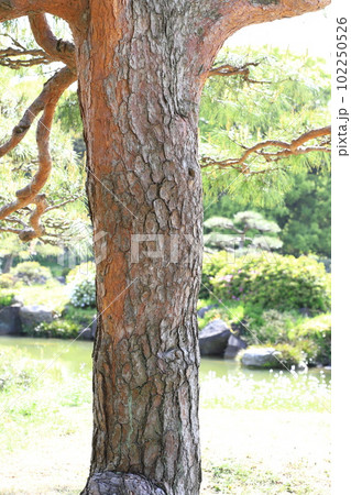 赤松の幹 赤松の幹 102250526