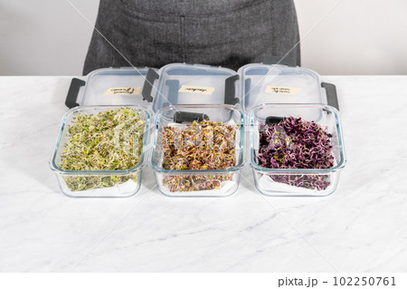 Day 6. Packaging freshly harvested organic sprouts into a glass container lined with paper towels. Day 6. Packaging freshly harvested organic sprouts into a glass container lined with paper towels. 102250761