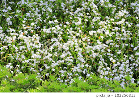 群生するシャガの花 群生するシャガの花 102250813