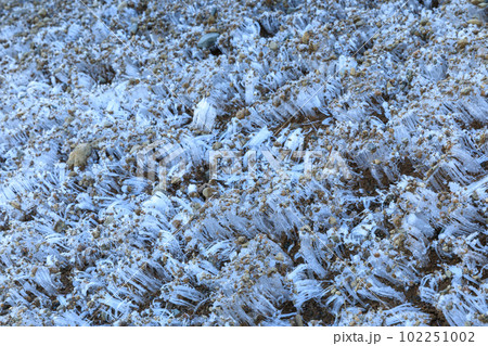 冬イメージ_霜柱の形成される極寒の朝風景 102251002
