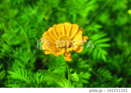 満開で見頃のジニアの花畑の風景7 102251101