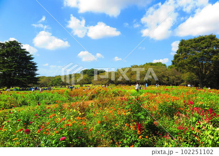 満開で見頃のジニアの花畑の風景8 満開で見頃のジニアの花畑の風景8 102251102