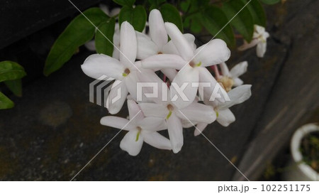 香りの優しいつる性植物ジャスミンの白い花 102251175