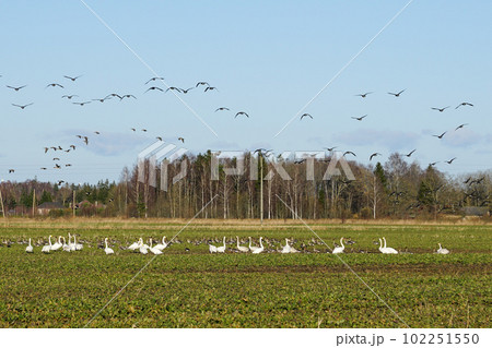 Bird life in early spring, a flock of wild geese and white swans foraging in an agricultural field Bird life in early spring, a flock of wild geese and white swans foraging in an agricultural field 102251550