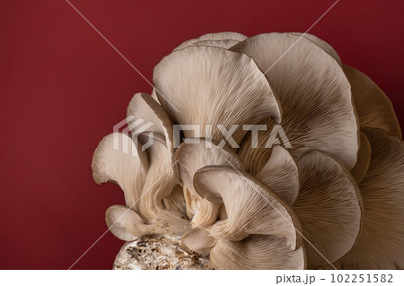 beautiful natural organic oyster mushrooms, copy space beautiful natural organic oyster mushrooms, copy space 102251582