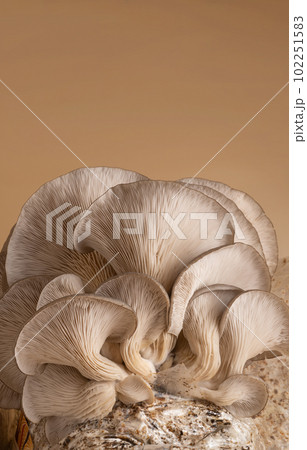 beautiful natural organic oyster mushrooms, copy space beautiful natural organic oyster mushrooms, copy space 102251583