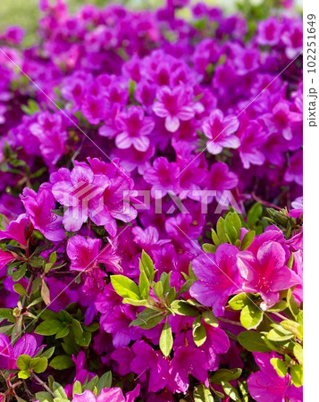 淀川ツツジの美しさに酔いしれる、春の散策コース 102251649