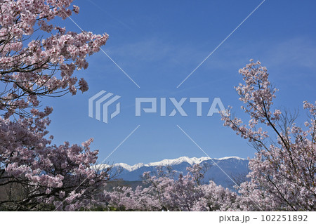 タカトオコヒガンザクラと中央アルプス タカトオコヒガンザクラと中央アルプス 102251892