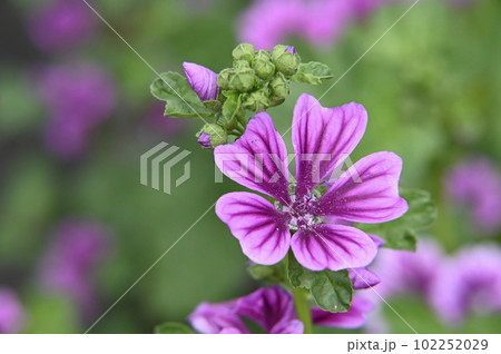 ゼニアオイの花 102252029