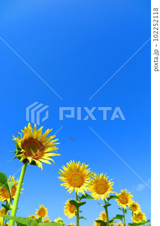 真っ青な空と太陽に向かって咲く向日葵の風景8 102252118