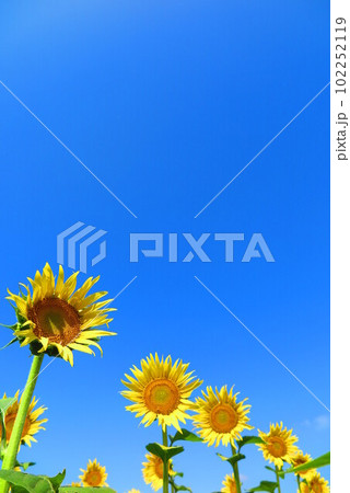 真っ青な空と太陽に向かって咲く向日葵の風景9 102252119