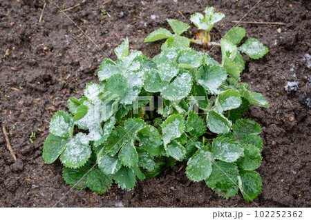 Young Strawberry Bush with Green Leaves covered in Snow in Spring. Garden in Late April, May. Cold Weather Affect Strawberries Concept. Young Strawberry Bush with Green Leaves covered in Snow in Spring. Garden in Late April, May. Cold Weather Affect Strawberries Concept. 102252362
