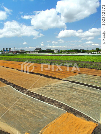 初夏の郊外の枝豆畑風景 102252373