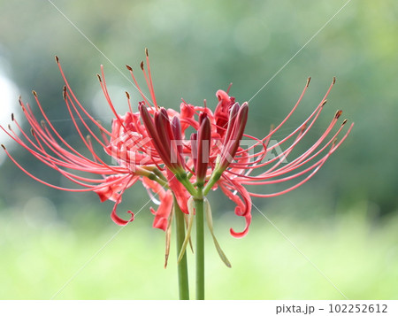 佇む曼珠沙華 102252612