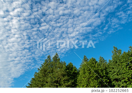 秋空イメージ【うろこ雲と緑】 102252665