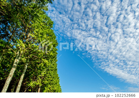 秋空イメージ【うろこ雲と緑】 102252666