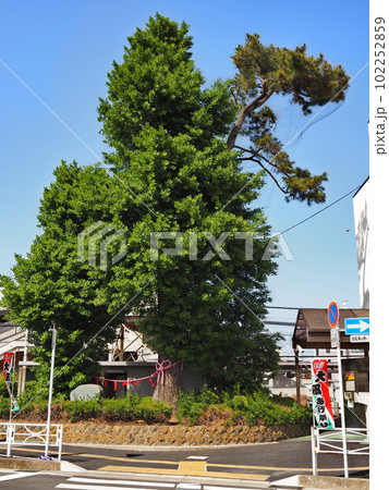 秋葉神社の夫婦松（春日部市） 102252859