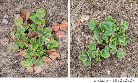 Strawberry bed clean up in Spring, collage. Old dry brown leaves with spots before removal. Green young Strawberry bush after dead leaves cut out, old foliage prune. 102252927