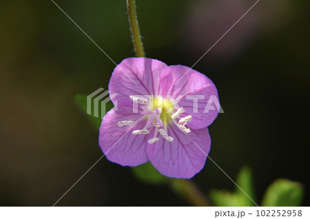ユウゲショウの花 102252958