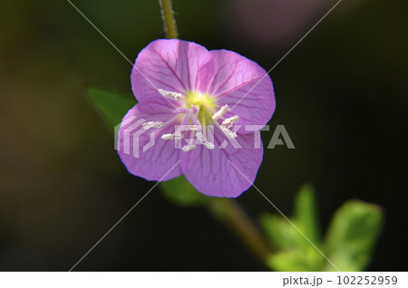 ユウゲショウの花 ユウゲショウの花 102252959