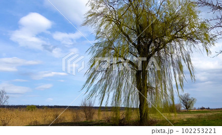 A large tree with long branches lowered in the middle of a field against a blue sky in spring A large tree with long branches lowered in the middle of a field against a blue sky in spring 102253221