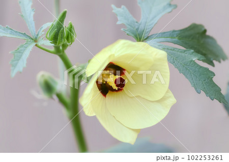 オクラの花と未成熟の実のクローズアップ 102253261
