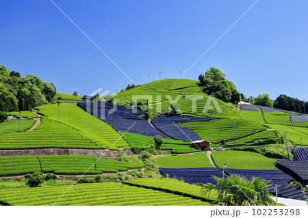 和束町石寺地区の茶畑 和束町石寺地区の茶畑 102253298
