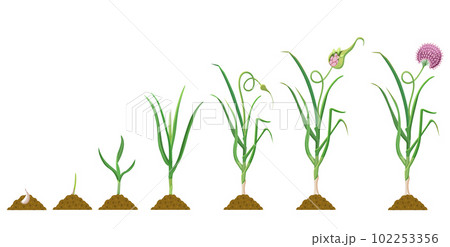 Garlic growth cycle. Infographics of the development of bulbous plants in agriculture. Garlic growth cycle. Infographics of the development of bulbous plants in agriculture. 102253356