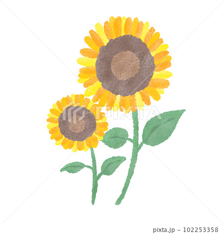 2本のひまわり、夏の花、シンプルでかわいい手描きの水彩と色鉛筆の 